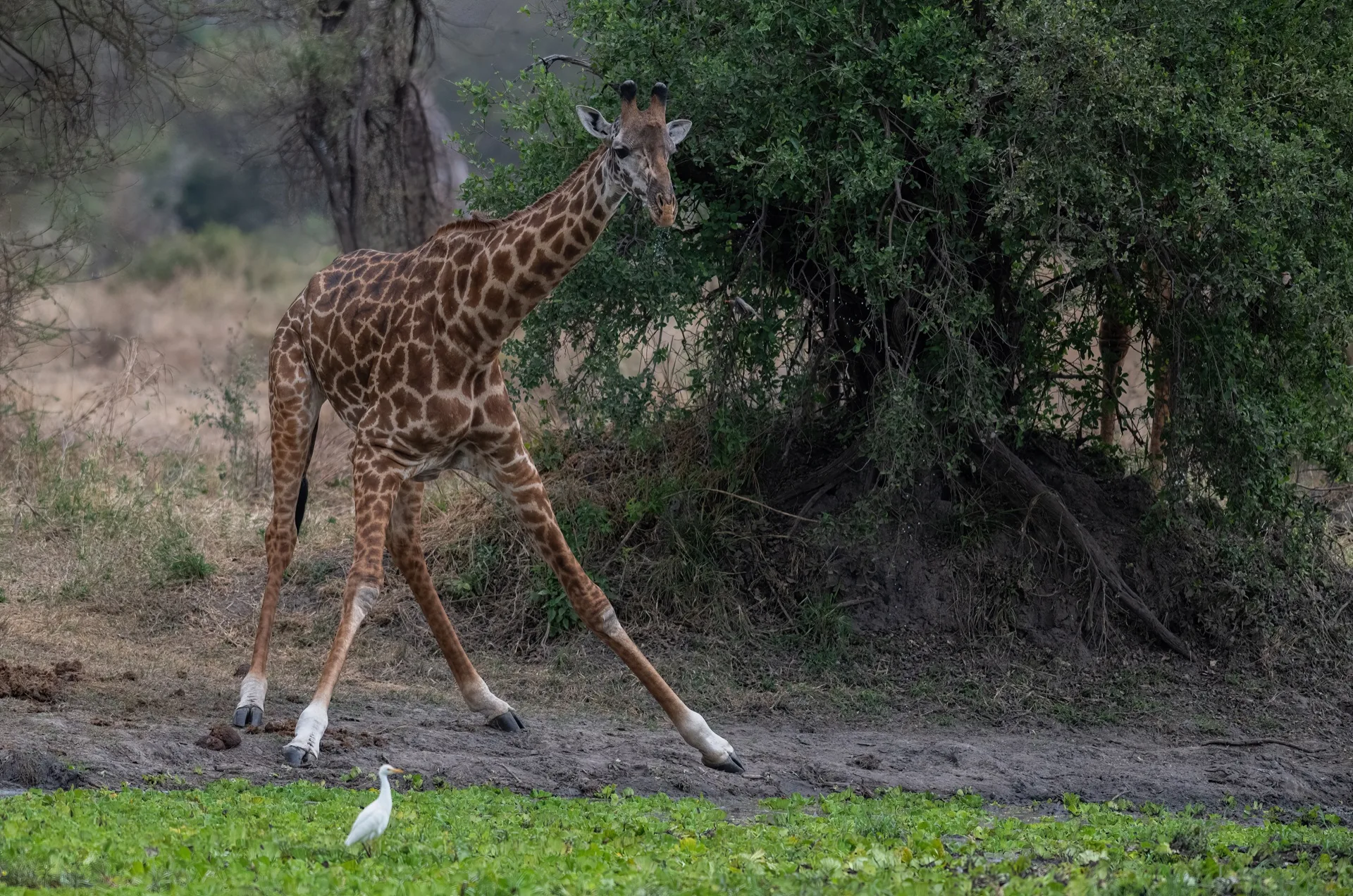 Giraffe feeding on acacia tree Kenya - Africa Big Five wildlife safari photography tour