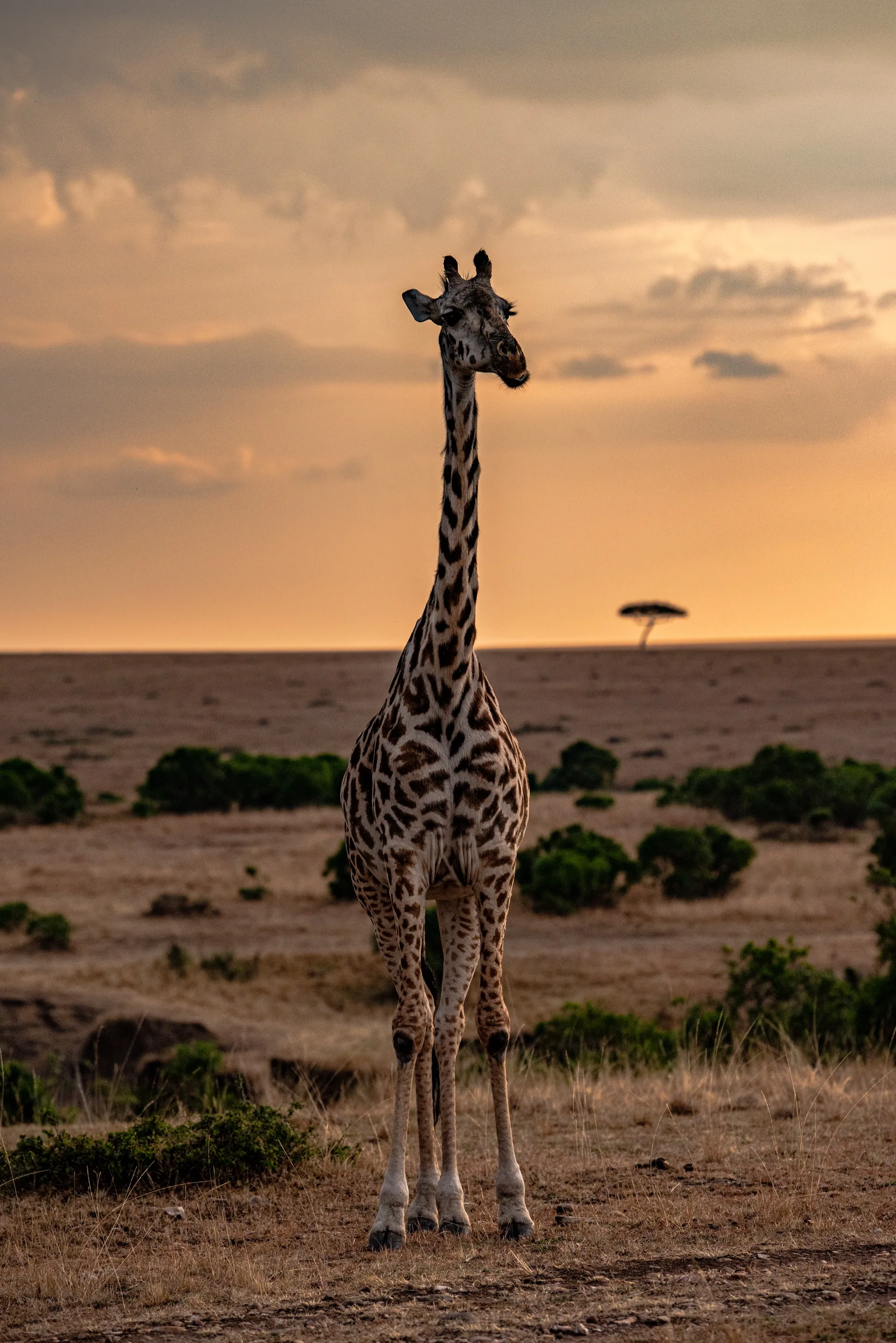 Giraffe silhouette at golden sunset Kenya - Africa wildlife safari photography tour
