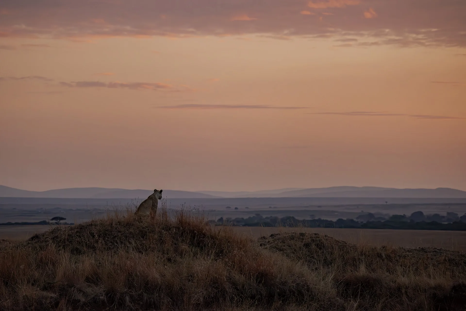 Lioness at golden sunrise Masai Mara Kenya - Africa safari wildlife photography expedition
