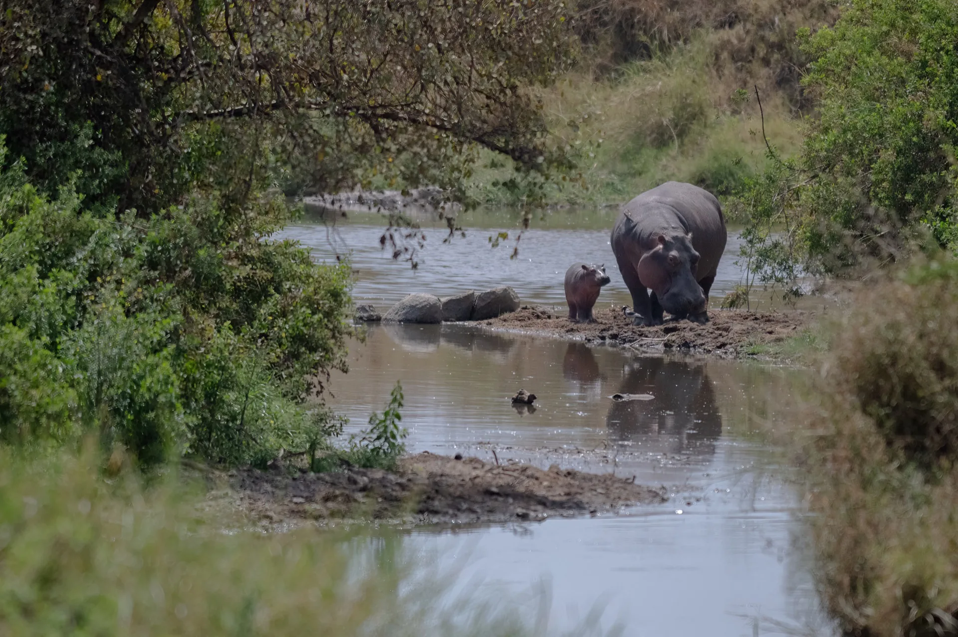 Hippos wallowing in Mara River Masai Mara Kenya - Africa wildlife safari photography