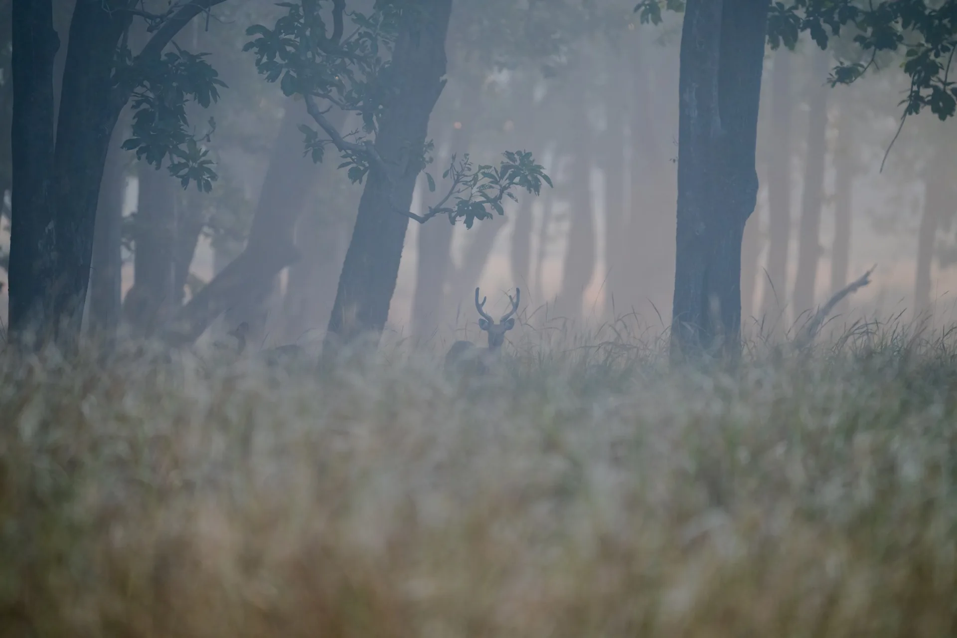 Dense teak forest in Pench National Park India - Jungle Book landscape tiger safari photography