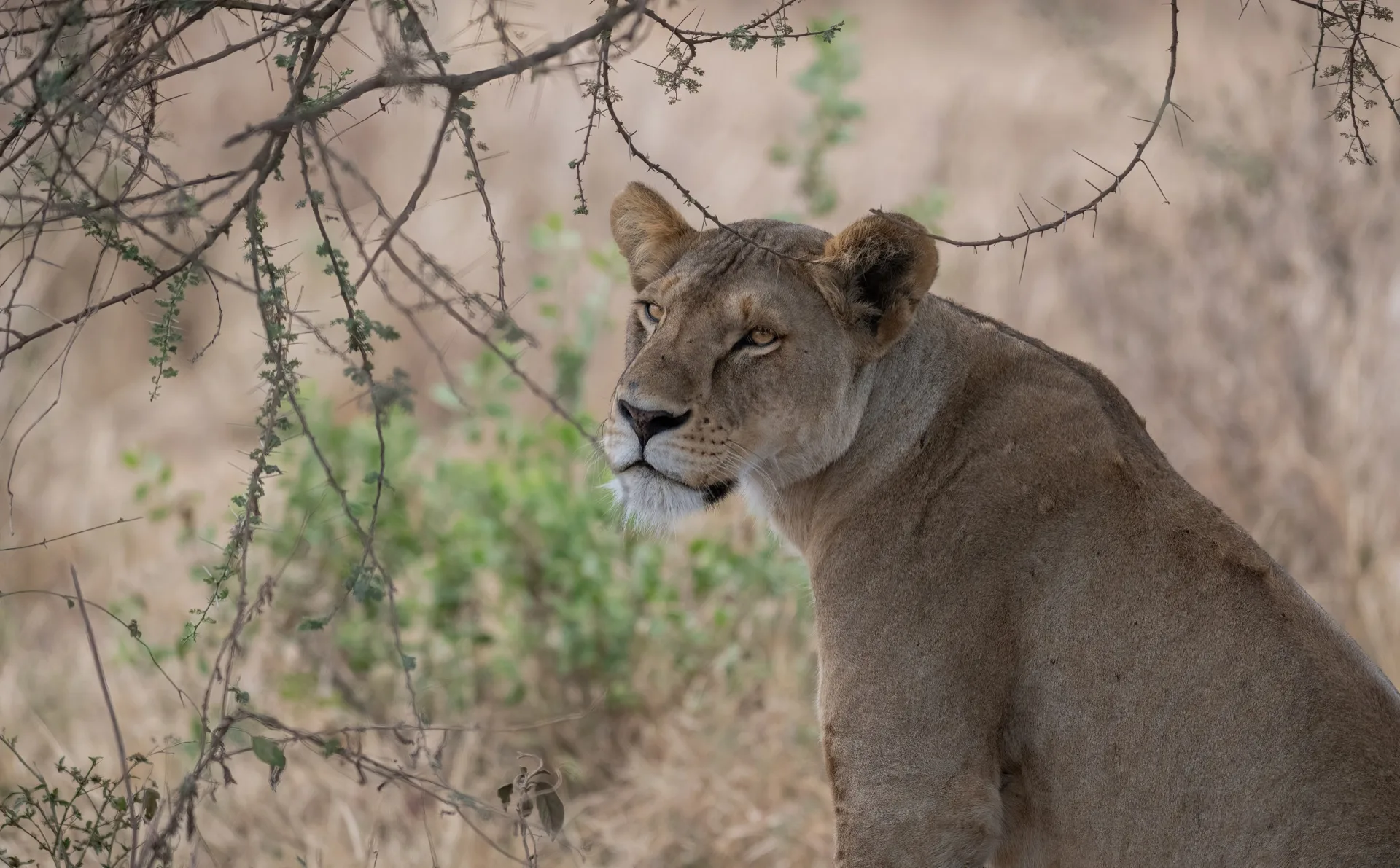 Lioness portrait in Masai Mara Kenya - Africa Big Five safari wildlife photography tour