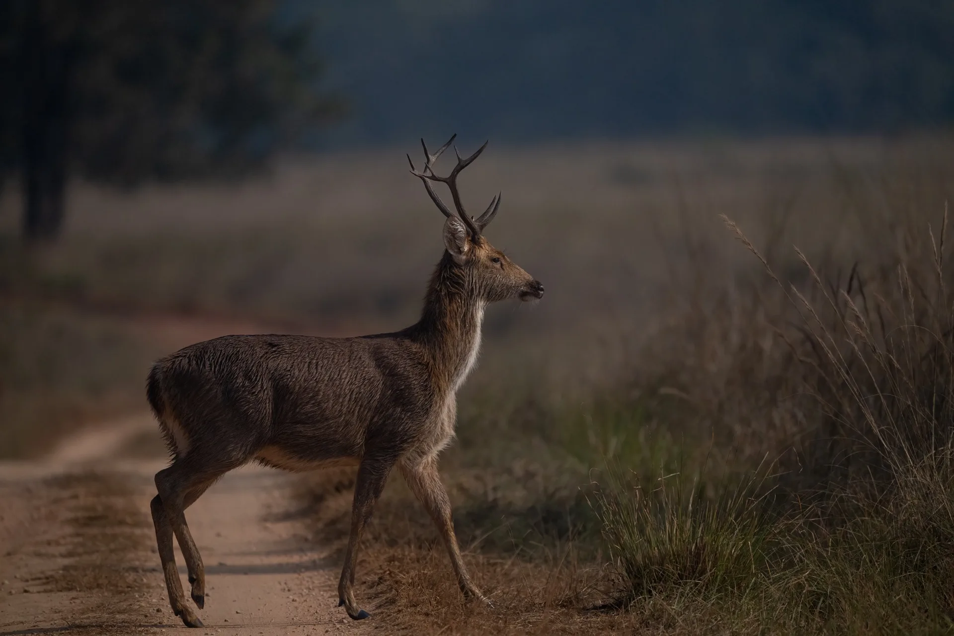 Spotted deer (chital) grazing in Kanha National Park India - Indian jungle wildlife photography safari