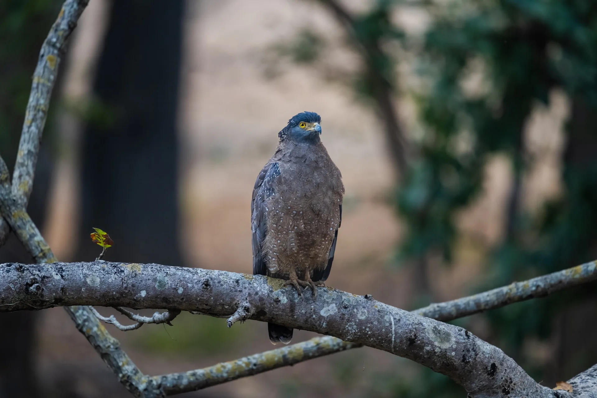 Crested Serpent Eagle perched on branch in Indian jungle - India wildlife photography bird safari