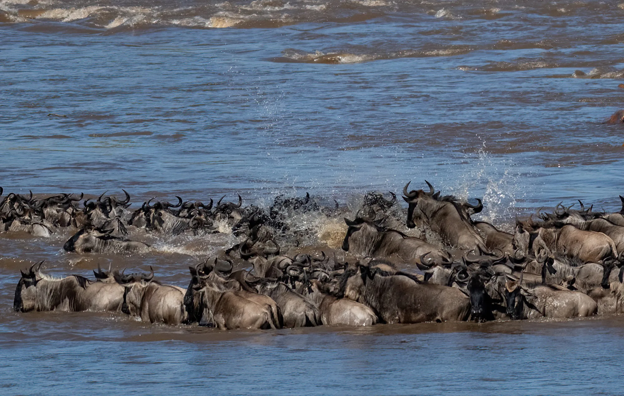 Great Wildebeest Migration herd crossing Masai Mara Kenya - annual wildebeest migration photography safari