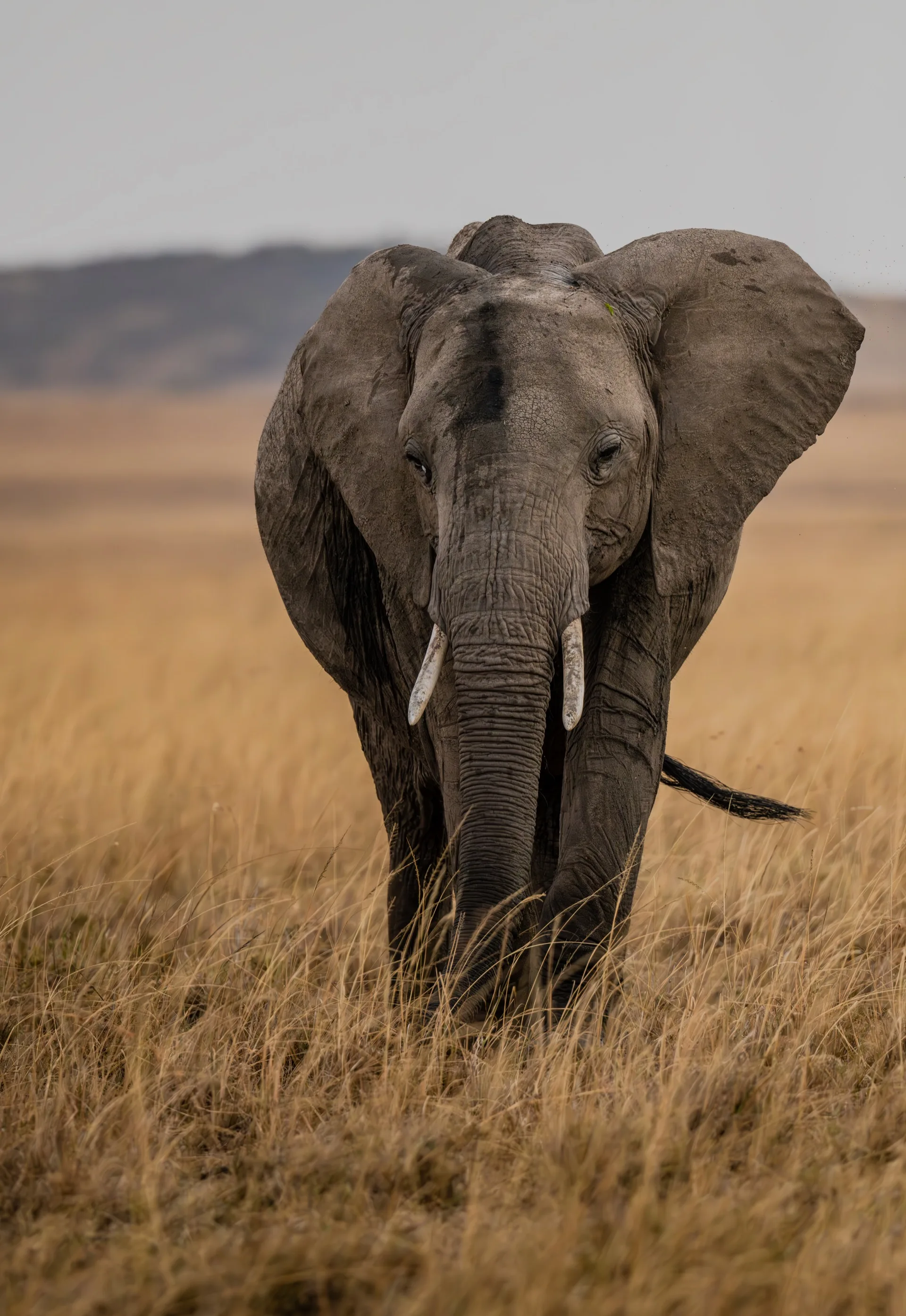 African elephant at Amboseli National Park Kenya with Mount Kilimanjaro backdrop - Big Five elephant safari photography