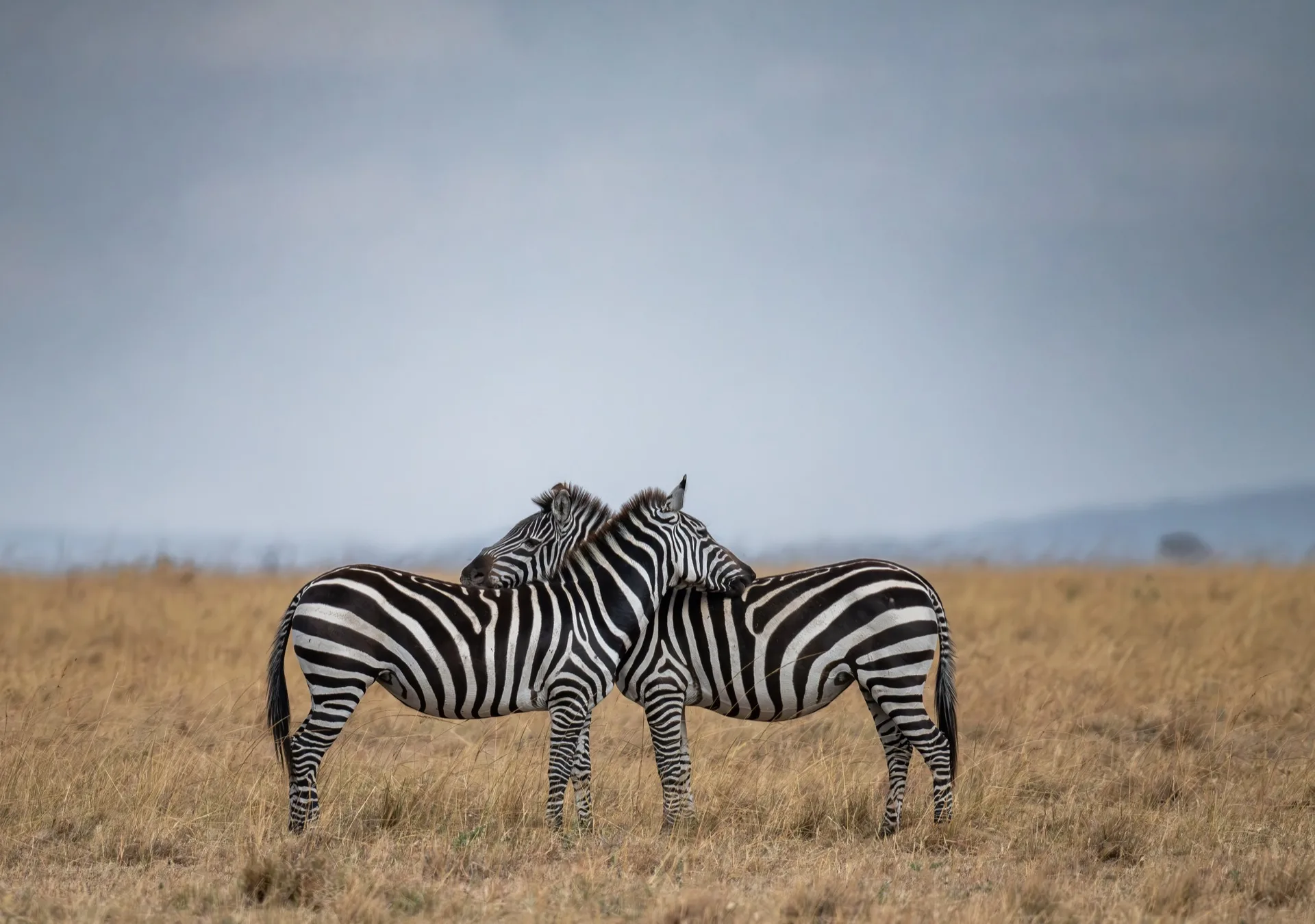 Zebras grazing in golden savanna grassland Masai Mara Kenya - Africa wildlife safari photography