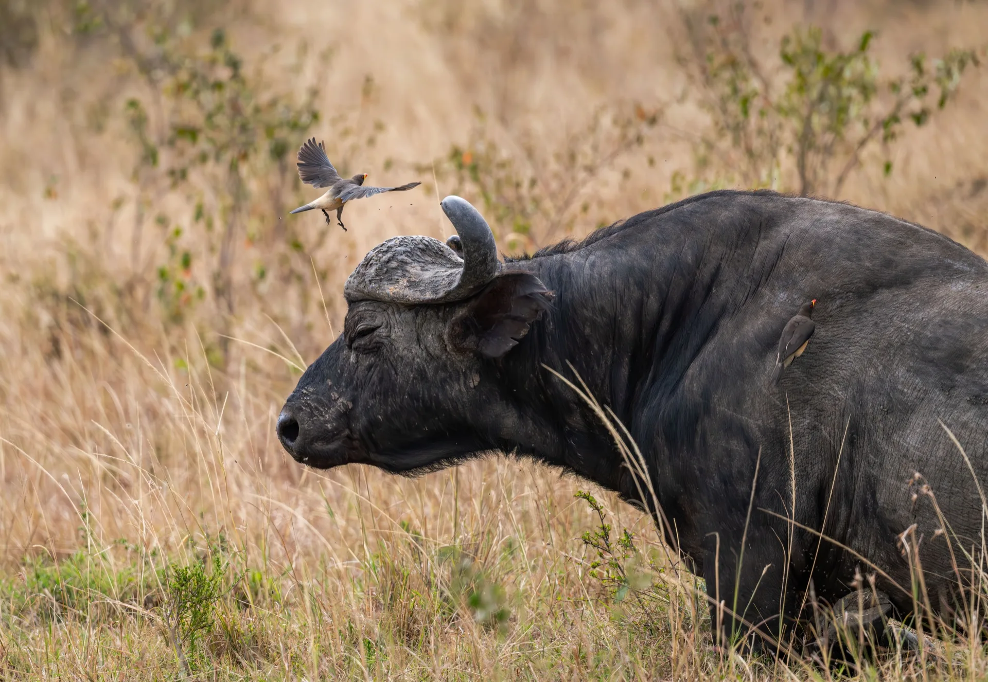African Cape Buffalo portrait Kenya - Big Five Africa safari photography wildlife tour