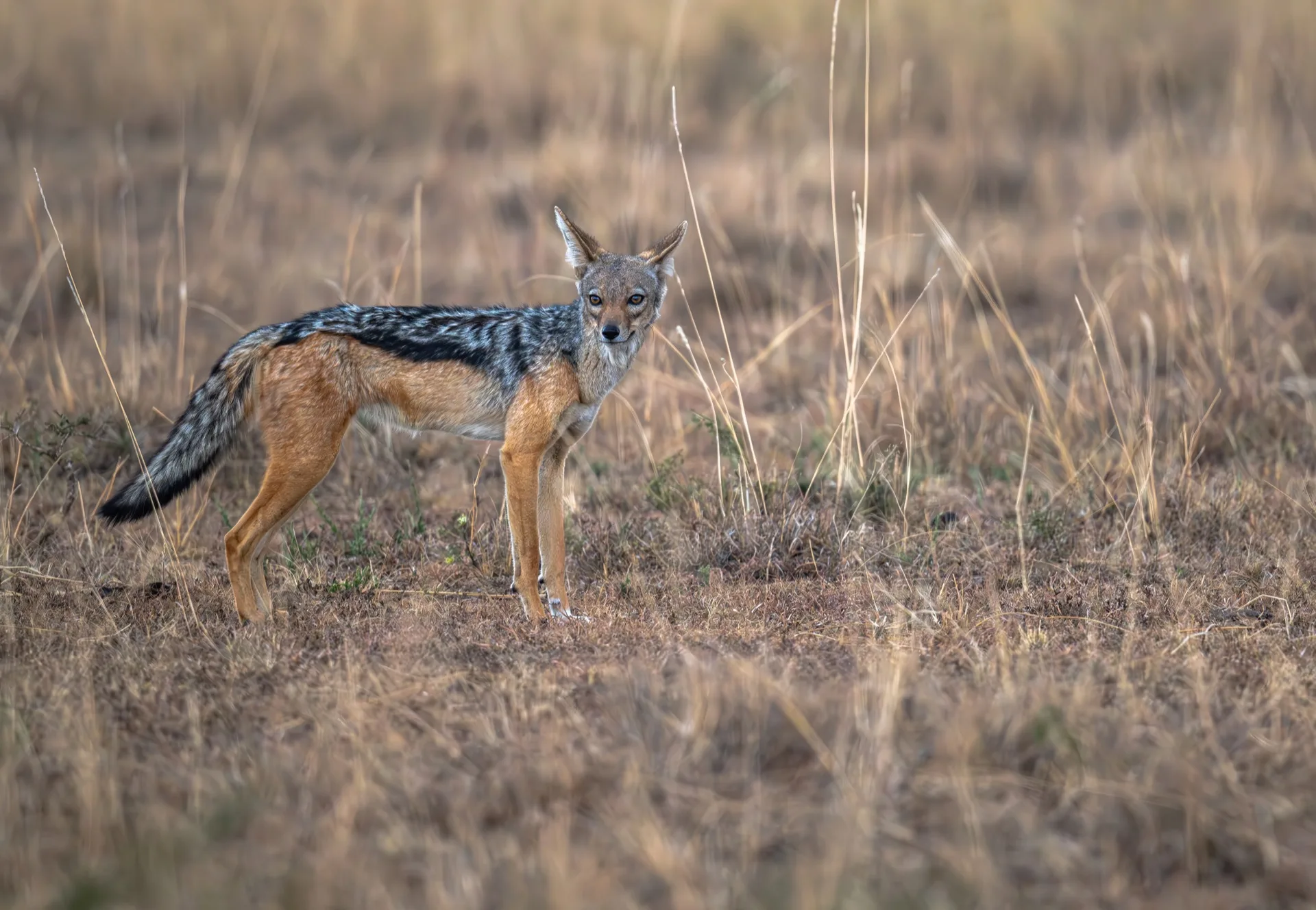 Black-backed Jackal in Kenya savanna - Africa wildlife safari photography