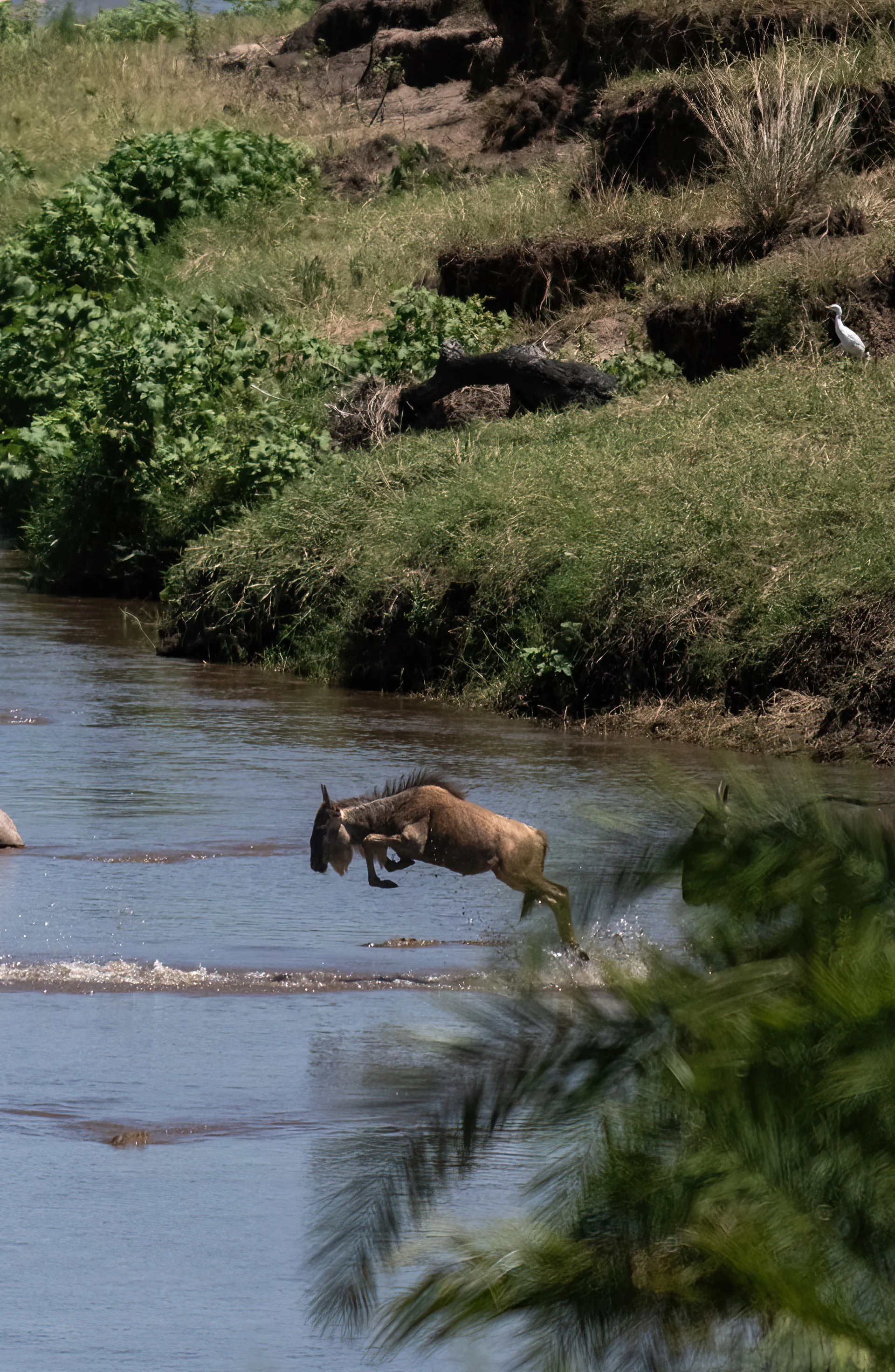 Wildebeest herd crossing Mara River Kenya Great Migration - annual wildebeest migration safari from Australia