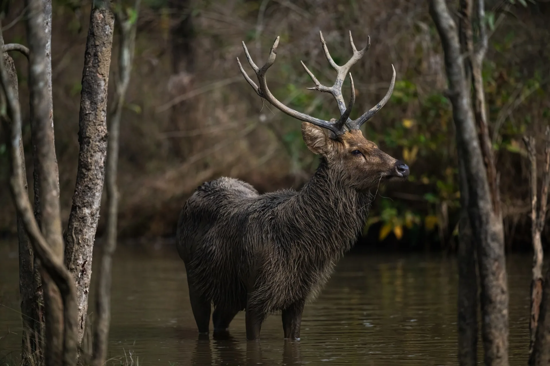 Barasingha swamp deer in Kanha National Park India - endangered Indian deer wildlife photography safari