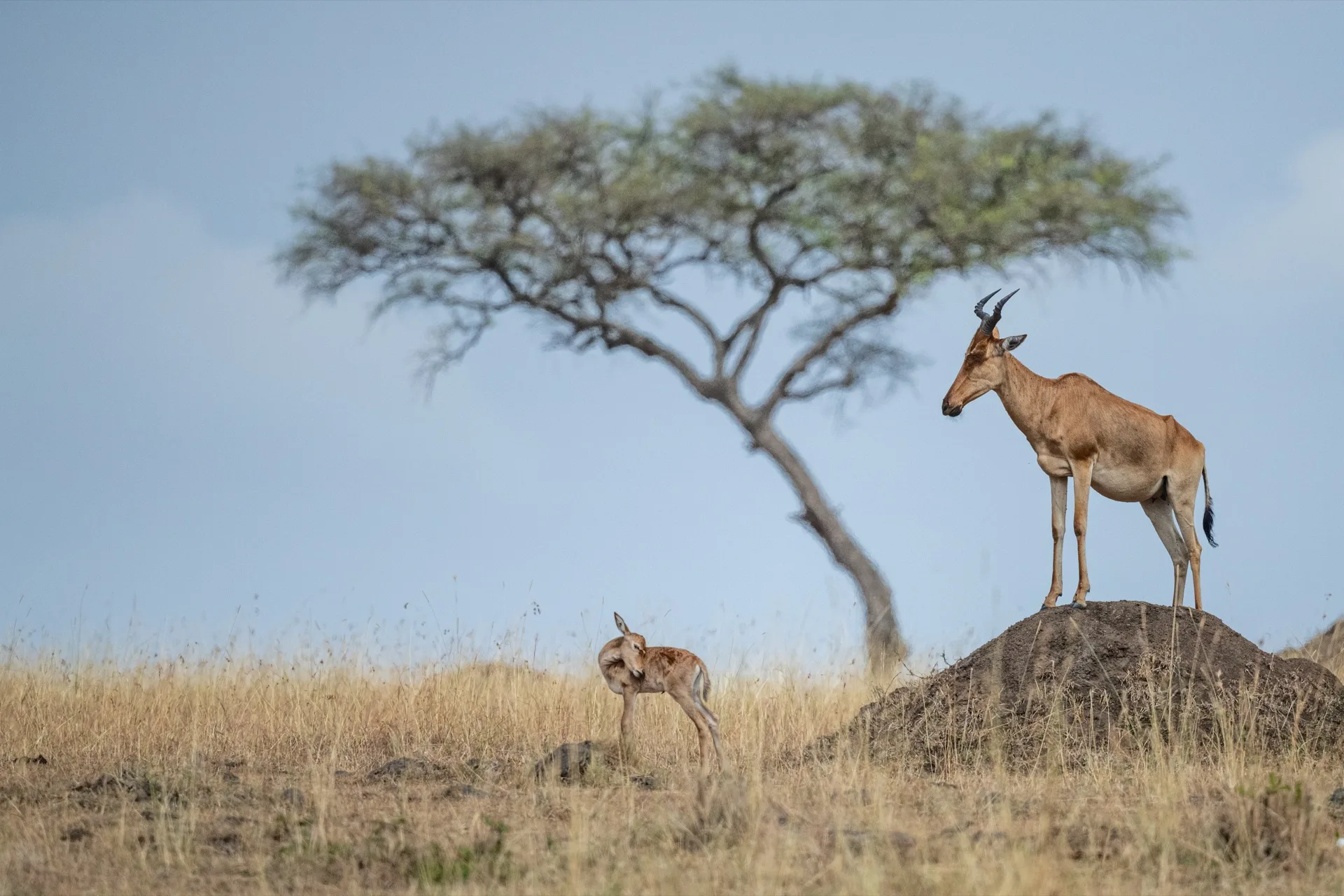Topi antelope standing at acacia tree in Masai Mara Kenya - Africa wildlife safari photography