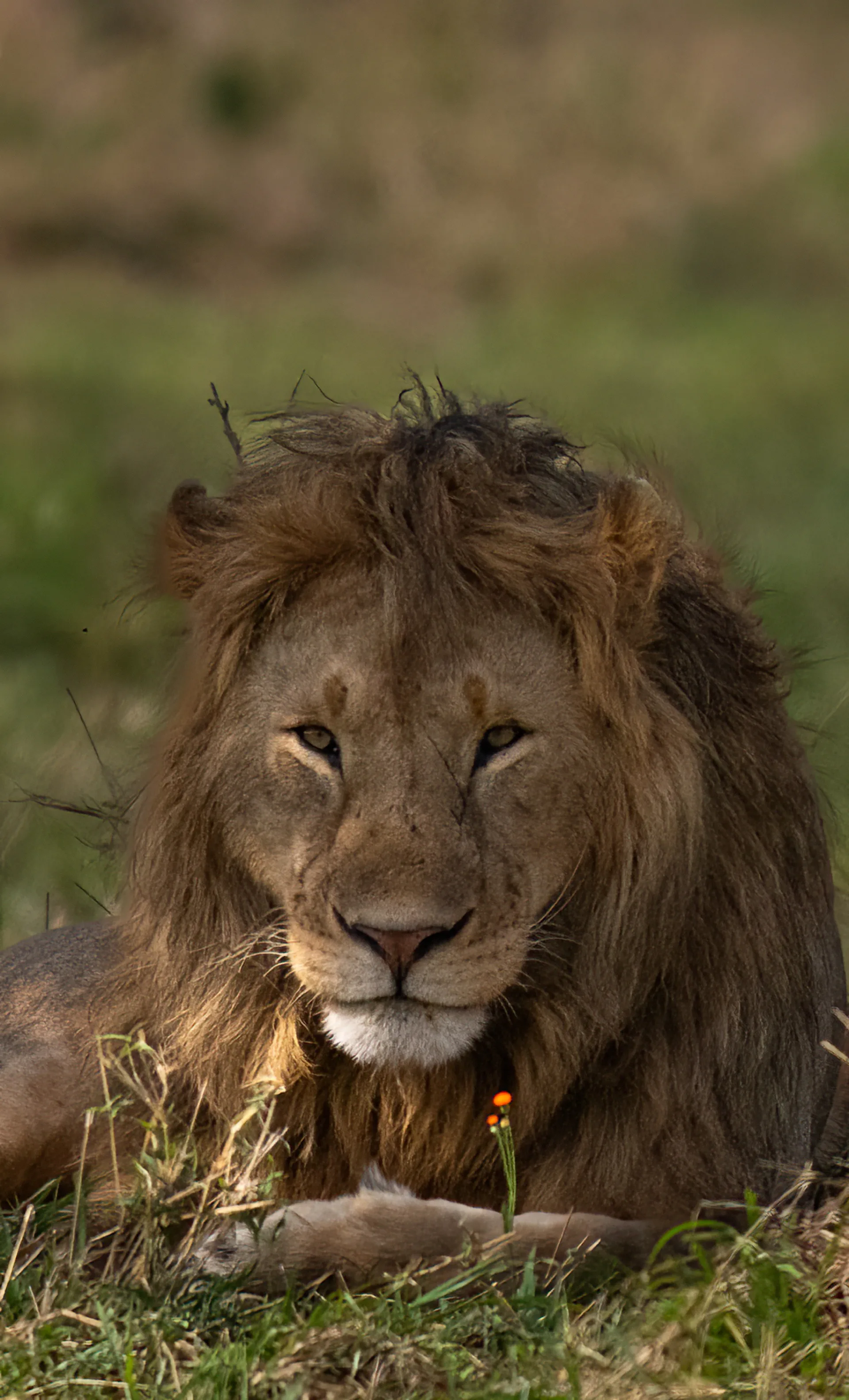 Male lion resting in long golden grass Masai Mara Kenya - Africa Big Five luxury safari photography
