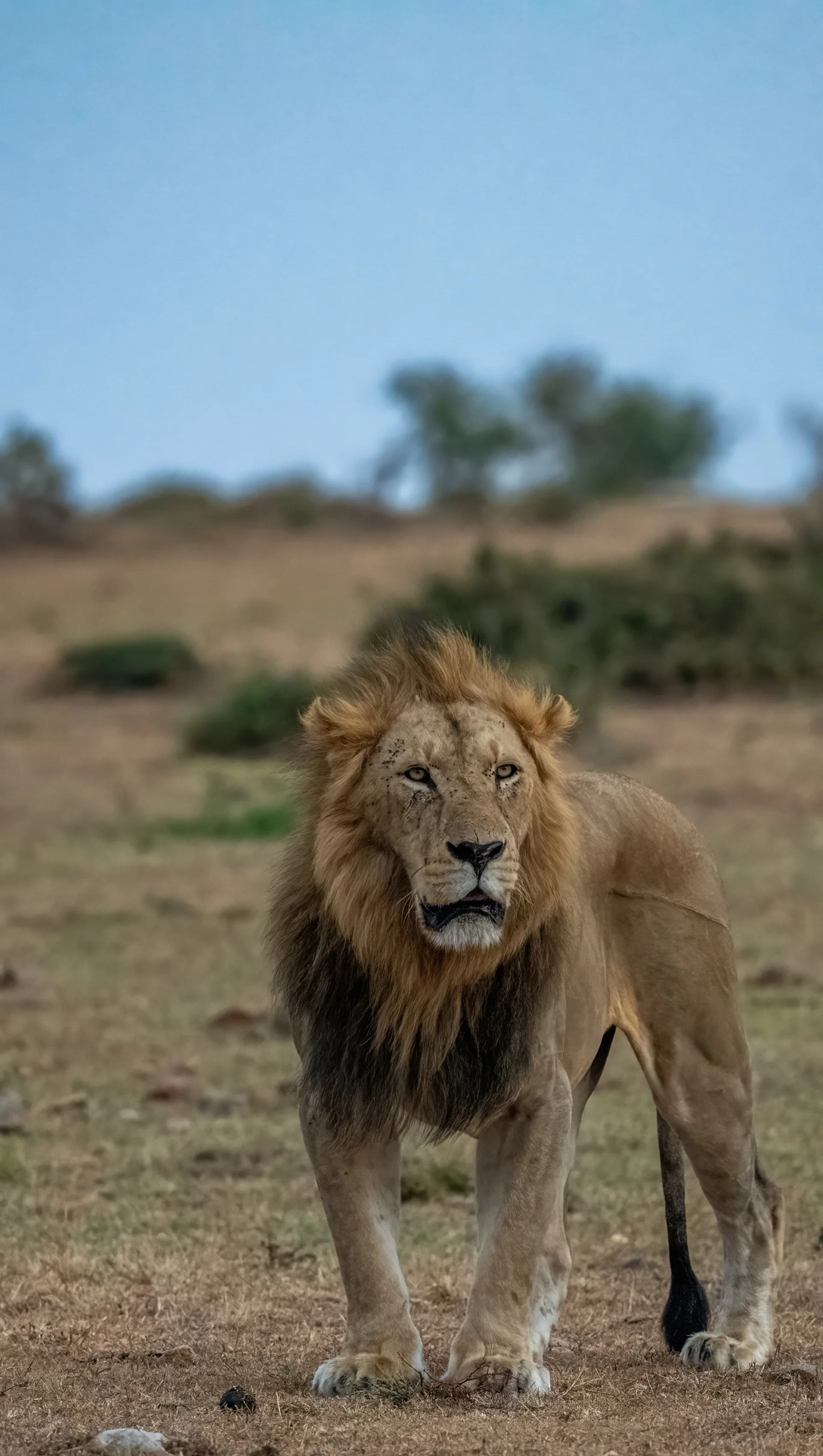Male lion portrait in Masai Mara Kenya - Africa expert guided safari Big Five wildlife photography