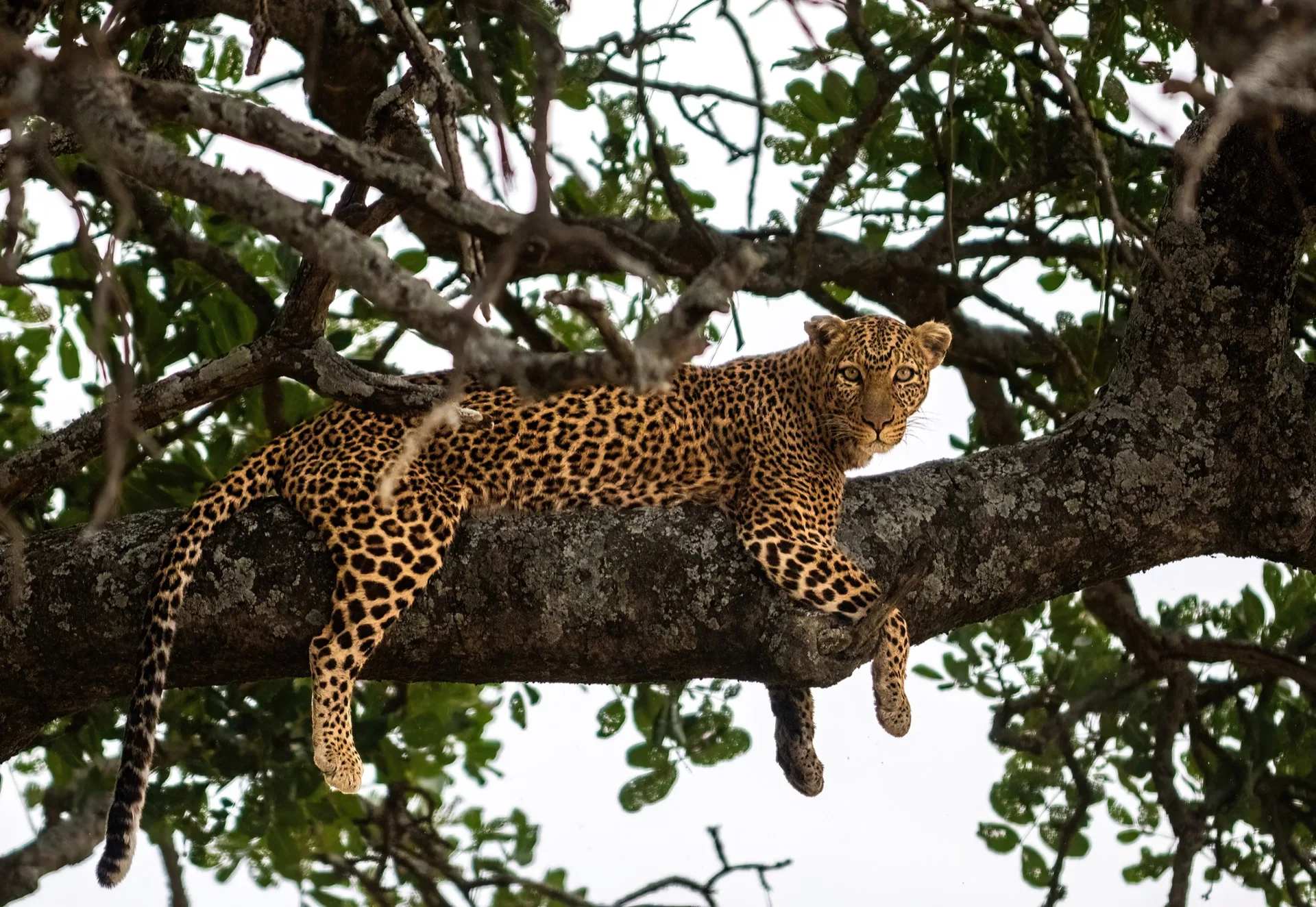 Majestic Kenya safari