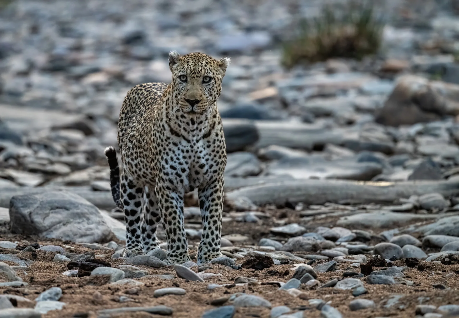 Leopard on rocky ground Kenya - Africa safari photography Big Five wildlife expedition