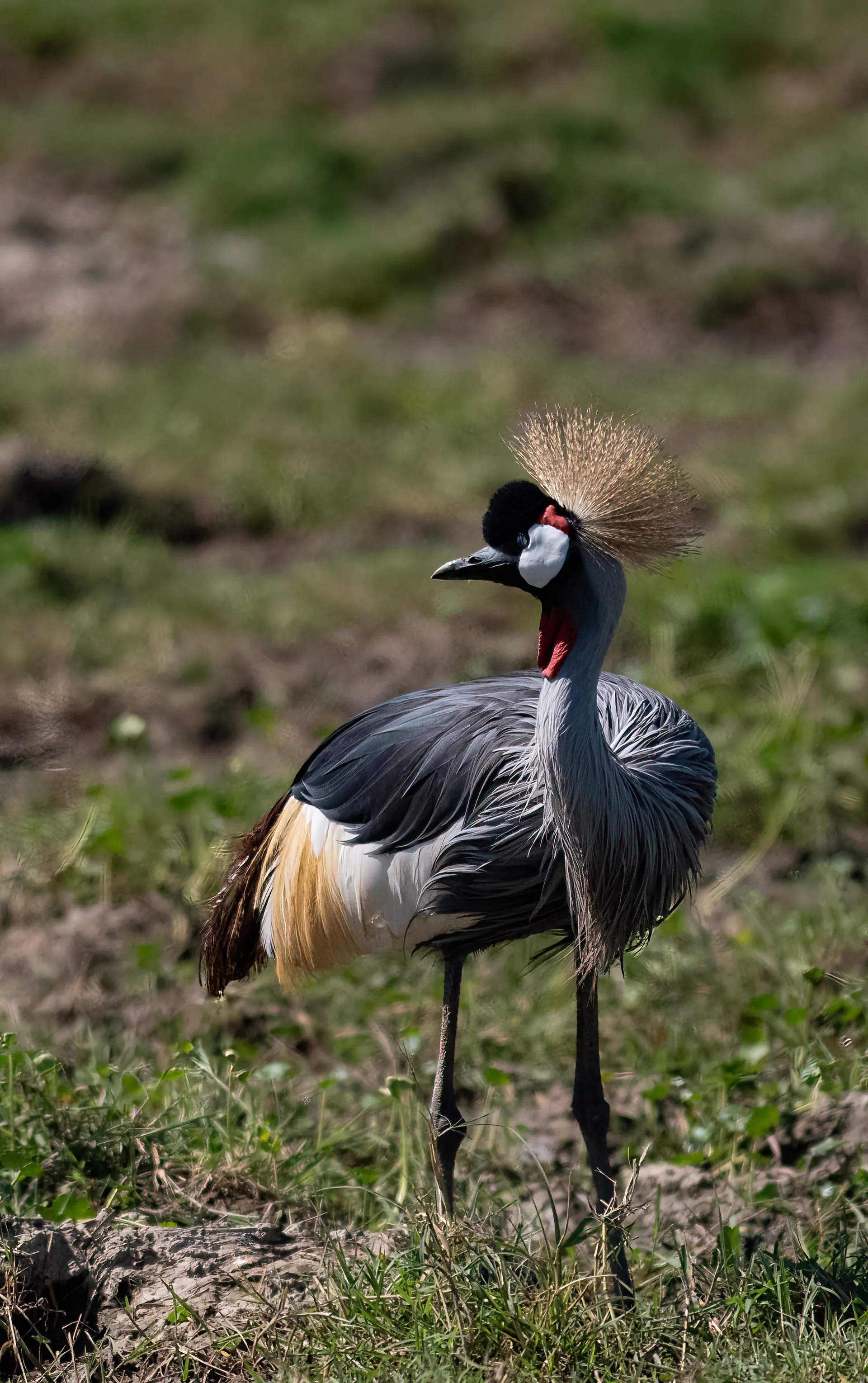 Grey Crowned Crane standing in Kenya savanna - Africa birding safari wildlife photography