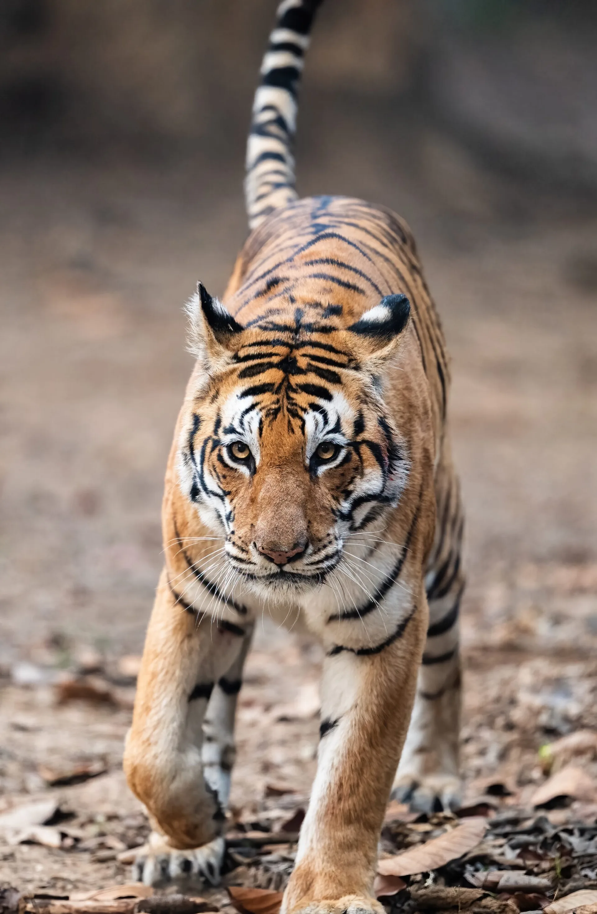 Bengal tiger portrait India wildlife photography - Junglee Wildlife Tours tiger expedition safari