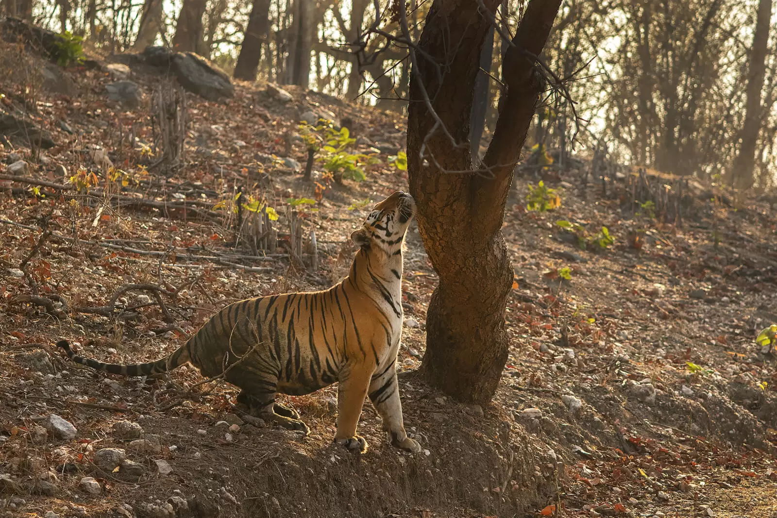 Bengal tiger at Pench National Park India - Jungle Book landscape wildlife safari photography
